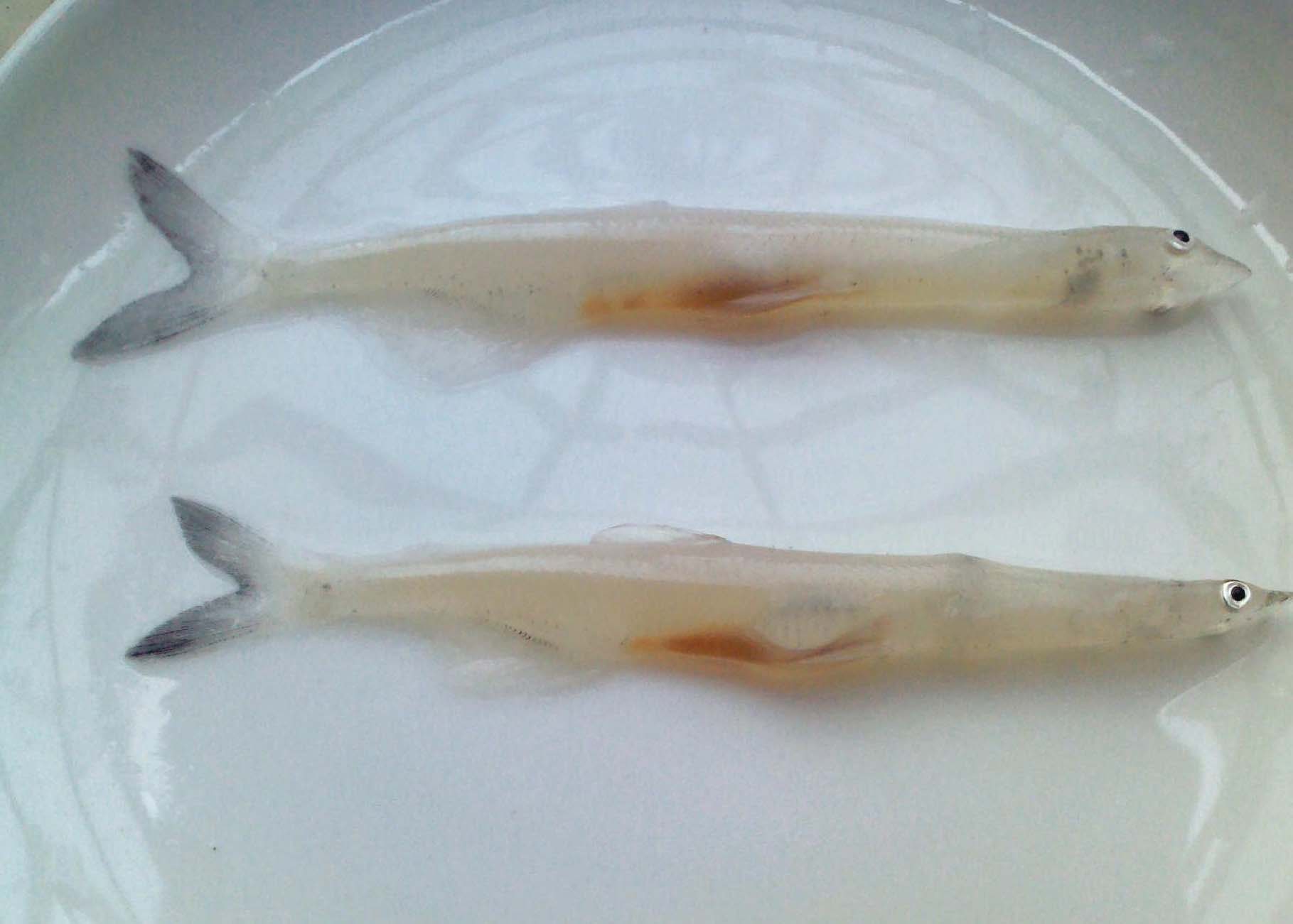 大银鱼（Protosalanx hyalocranius）